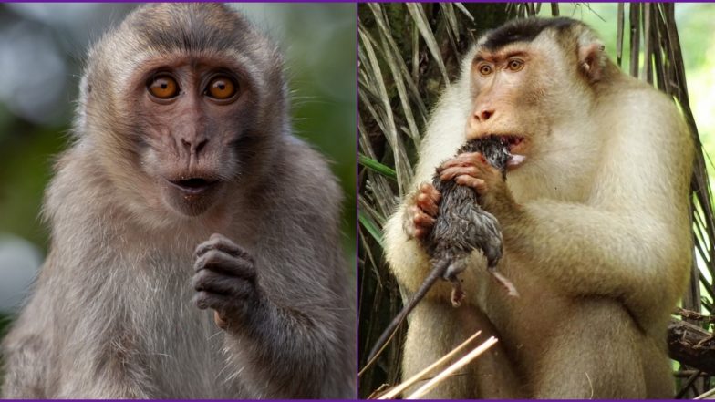 Monkeys Are Feeding on Rats in Malaysia! Scientist Shocked But Call Them 'Effective Pest Control'