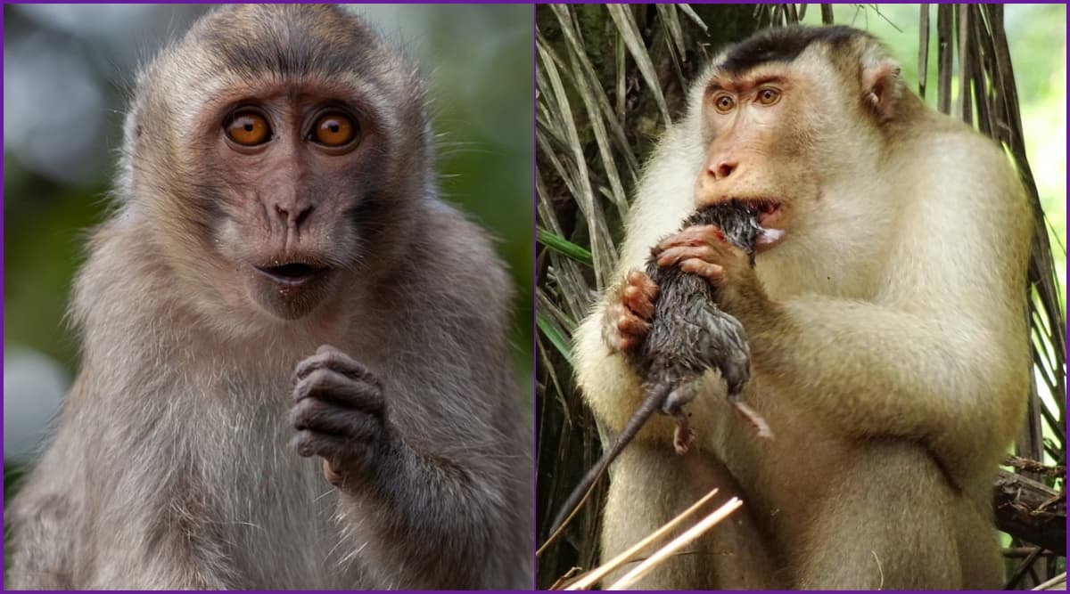 Greedy killer monkeys found eating large rats in Malaysia, leaving