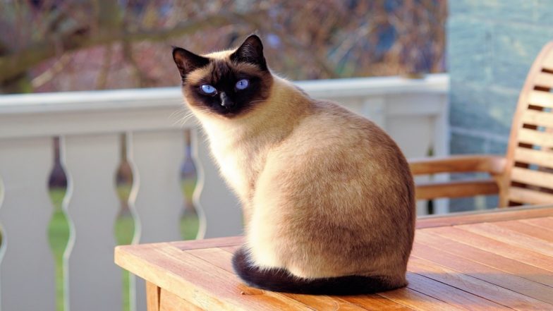 National Cat Day 2019: Date, Significance and Adorable Pictures of Cats Being Shared on Social Media to Mark This Day