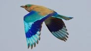 Did You Know Spotting Neelkanth Bird Is Considered Auspicious on Dussehra? Significance of the Popular Belief Related to Indian Roller or Blue Jay