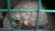 Onion Price Rise: Government to Import Onions to Meet Shortfall in Supply