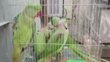 13 Parrots Were Produced Before Delhi Court  Today, Here's Why!