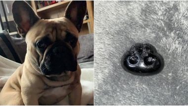 Woman's Post on Pet Dog's Fallen Nose That Was Actually a Toy Has Left The Internet Laughing to Tears!