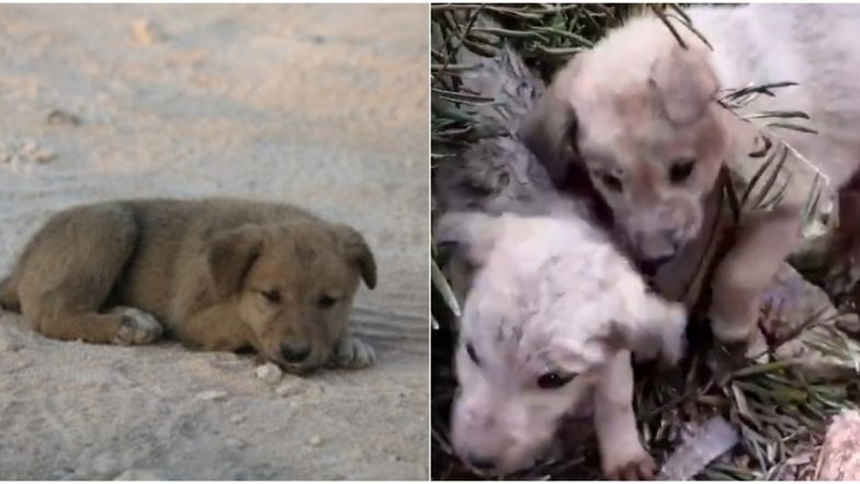 As Everyone Talks About US Service Dog Injured During Raid on ISIS, Here's a Beautiful Thread About Puppies Rescued After Their Mom Died in The Same Mission