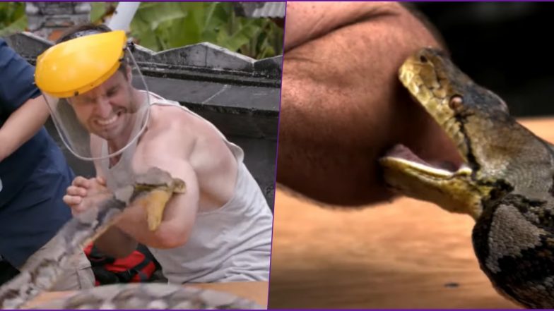 Australian TV Presenter Gets Horribly Bitten by 6-Ft-Long Python on a Show, Watch Terrifying Video