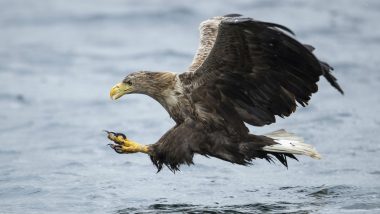 Russian Eagles Flee to Iran, Scientists Who Paid for Expensive Device to Track the Birds Left Broke!