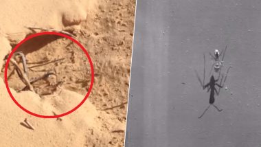 World's Fastest Ant Found! Saharan Silver Ant Races Across Scorching Desert at 855mm Per Second! (Watch Video)
