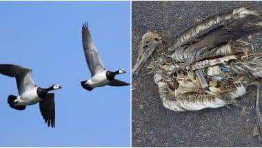 World Migratory Bird Day 2019: How to Fight Plastic Pollution to Save Our Feathered Friends And Their Habitats