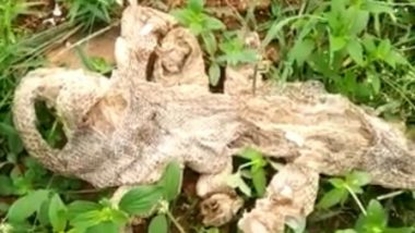 'Seven-Headed' Snake's Skin Found Near Temple in Karnataka Village, People Throng Area to See 'Mythological' Serpent - Watch Video