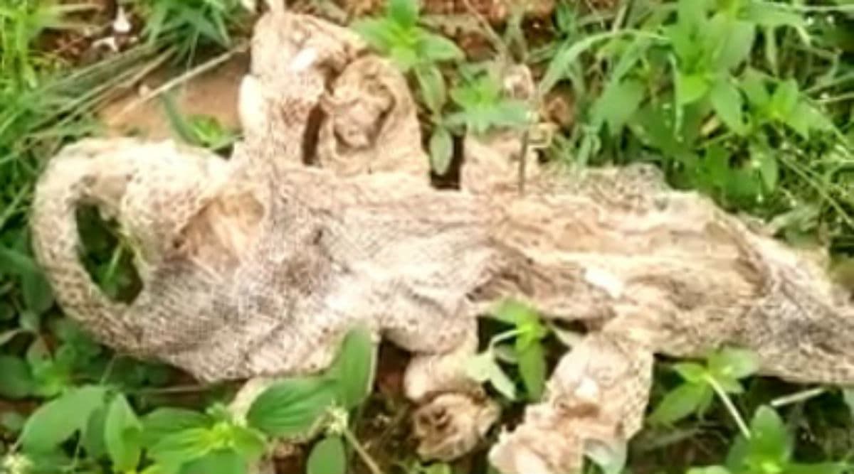 seven-headed-snake-s-skin-found-near-temple-in-karnataka-village