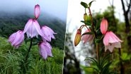Shirui Lily Festival 2019 Begins in Manipur: Carpet of Rare Pink Flowers Attract Tourists to Ukhrul Town; Know All About The Annual Event (Pictures And Videos)