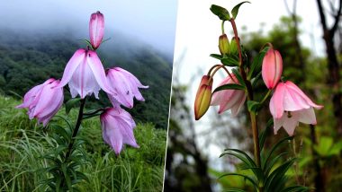 Shirui Lily Festival 2019 Begins in Manipur: Carpet of Rare Pink Flowers Attract Tourists to Ukhrul Town; Know All About The Annual Event (Pictures And Videos)
