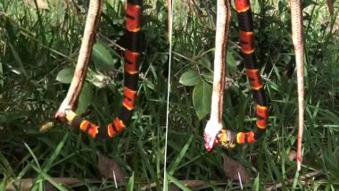 Venomous Snake Eats Another Snake As Wild Wasp Attacks in Florida, Video Goes Viral