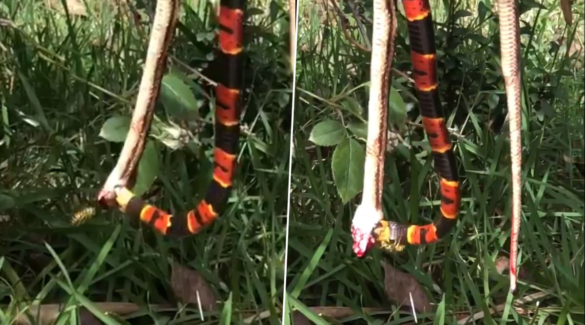 Venomous Snake Eats Another Snake As Wild Wasp Attacks in Florida, Video Goes Viral Venomous Snake Eats Another Snake As Wild Wasp Attacks in Florida, Video Goes Viral