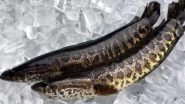 Snakehead Fish Spotted in Georgia Sparks Terror in Residents, Officials Order to &lsquo;Kill It at Sight&rsquo;