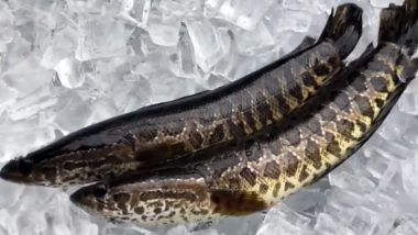 Snakehead Fish Spotted in Georgia Sparks Terror in Residents, Officials Order to ‘Kill It at Sight’