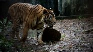 Tiger Mauls Two People, 14 Cattle in Bandipur National Park; Massive Hunt Launched by Karnataka Forest Department to Capture Big Cat