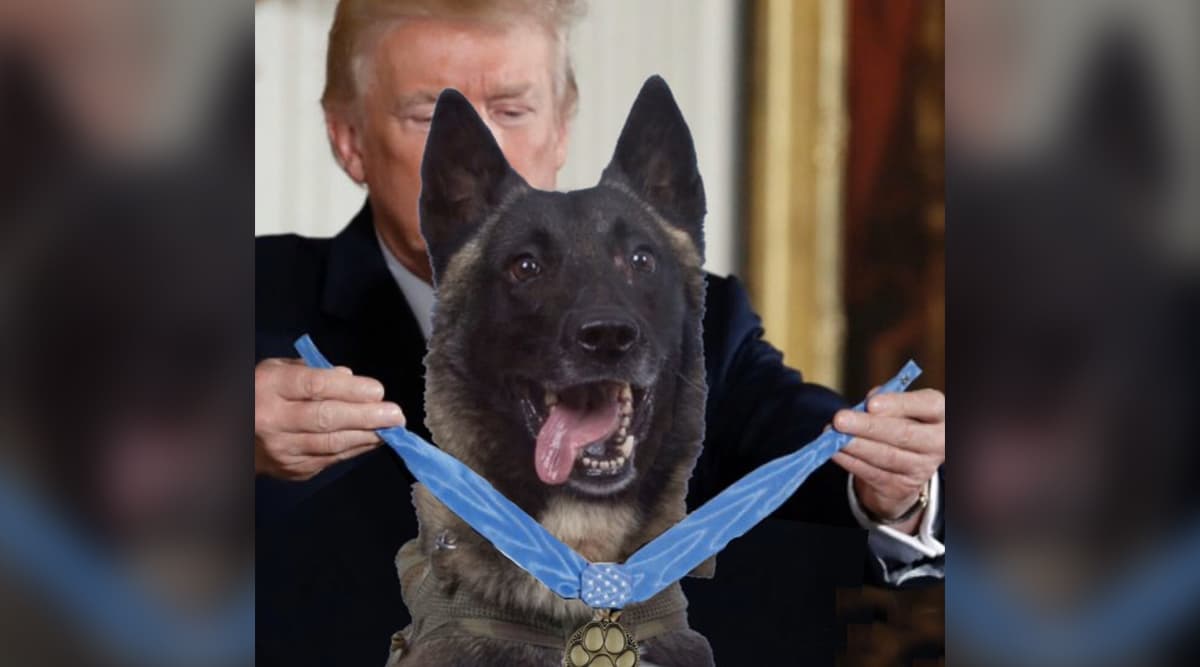 Donald Trump Tweets Fake Photo of Dog Injured in Abu Bakr Al-Baghdadi Raid, Evokes Howls of Laughter Donald Trump Tweets Fake Photo of Dog Injured in Abu Bakr Al-Baghdadi Raid, Evokes Howls of Laughter