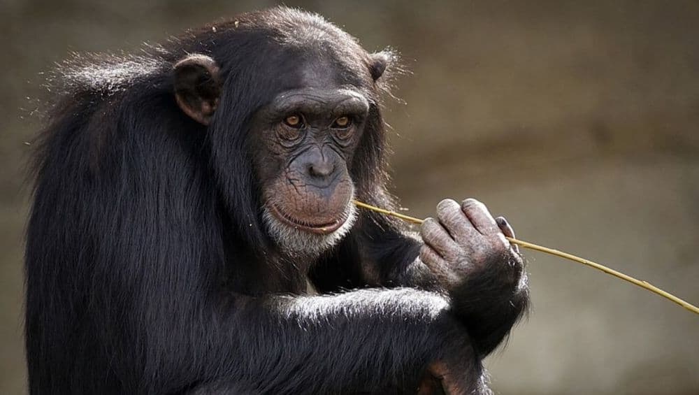 Chimpanzees Seen Dancing Like Human Conga-Line For 1st Time Chimpanzees Seen Dancing Like Human Conga-Line For 1st Time