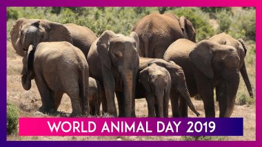 World Animal Day 2019: Significance Of The Day That Stands For Animal Rights And Welfare