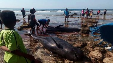 Seven Stranded Whales Found Dead in Indonesia Beach