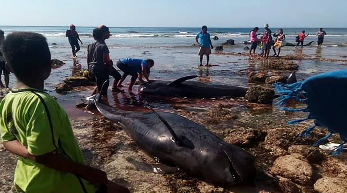 Seven Stranded Whales Found Dead in Indonesia Beach Seven Stranded Whales Found Dead in Indonesia Beach