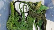 Exotic Reptiles Like Green Tree Python and Blue Spotted Tree Monitor Recovered From Two at Chennai Airport (Watch Video)