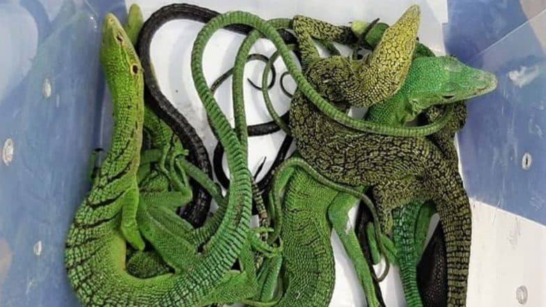 Exotic Reptiles Like Green Tree Python and Blue Spotted Tree Monitor Recovered From Two at Chennai Airport (Watch Video) Exotic Reptiles Like Green Tree Python and Blue Spotted Tree Monitor Recovered From Two at Chennai Airport (Watch Video)