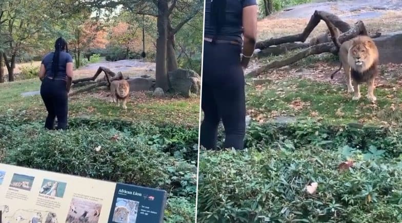 Woman Crosses Lion Enclosure in New York, Shocking Video Goes Viral