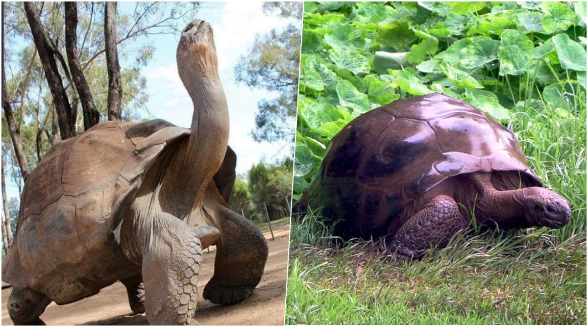 World S Oldest Tortoises Alagba Of Ogbomoso Dead Here S A List Of   Worlds Oldest Tortoise 