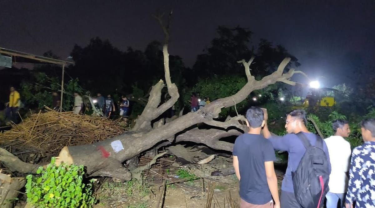 Aarey Tree Felling: 2,141 Trees Axed So Far, Will Stop Land Clearance Till Supreme Court Decides, Says Mumbai Metro Rail Corp Aarey Tree Felling: 2,141 Trees Axed So Far, Will Stop Land Clearance Till Supreme Court Decides, Says Mumbai Metro Rail Corp
