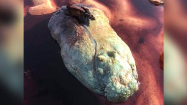 Alien-Like Fish With Blood Oozing Out of Its Body Found on Australian Beach (View Pic)
