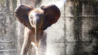 Baby Elephant ‘Avi’ Dies at St Louis Zoo Weeks After His Birth Due to Developmental Problems