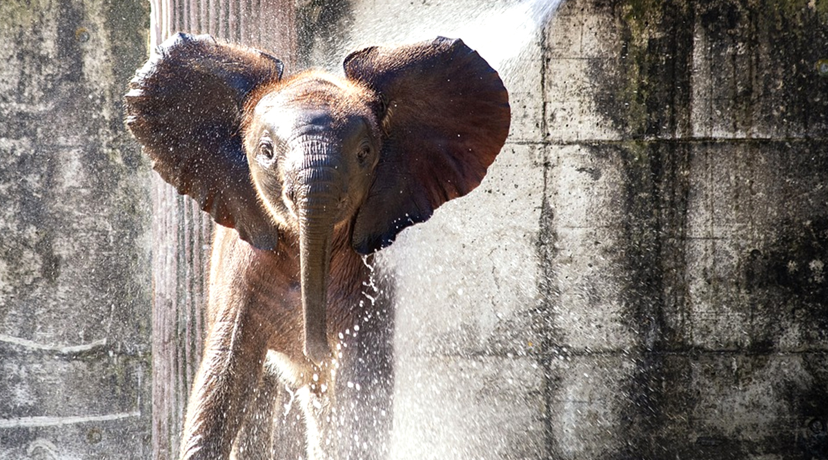 World News | Baby Elephant ‘Avi’ Dies At St Louis Zoo Weeks After His ...