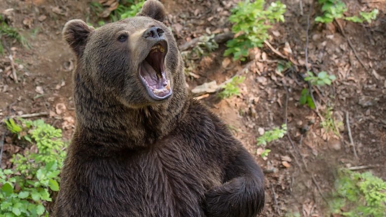 Bear Climbs Electricity Pole, Sits on Wire in Arizona City; Watch Video