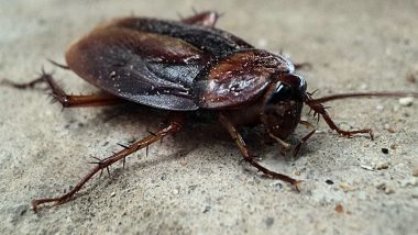 Cigarette-Smoking Cockroach at NYC Streets Is the New Internet Sensation! Gross Viral Video Sparks Meme-Fest Online