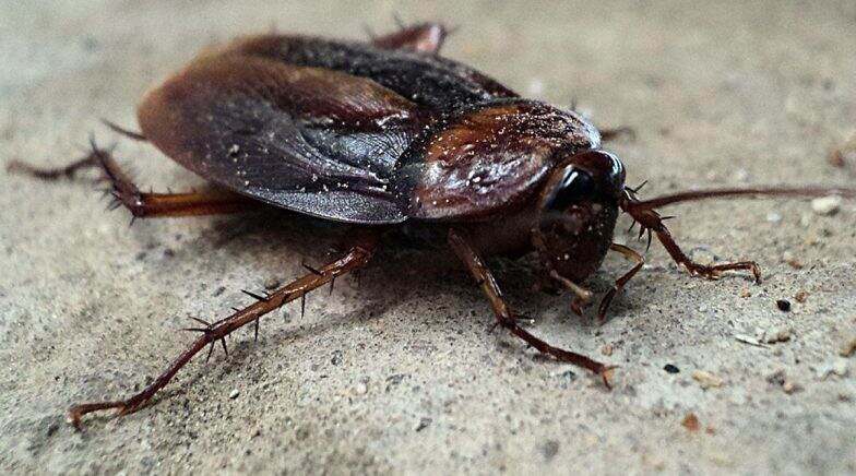 Cigarette cockroach at NYC is the new internet sensation. 