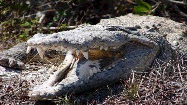 11-YO Zimbabwe Girl Braves a Crocodile, Climbs and Gouges Out Its Eyes To Protect Her Little Friend From Attack