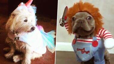 Halloween 2019 Costume Ideas for Pets: Spooky Yet Cute Dog Outfits That Every Pup Parent Should Have (View Pics)