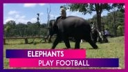 Elephants Play Football At Dubare Camp In Kodagu, Karnataka