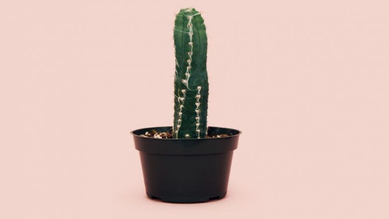 Erectile Dysfunction: How to Strengthen Penis and Maintain Erection for a Long Time in Bed
