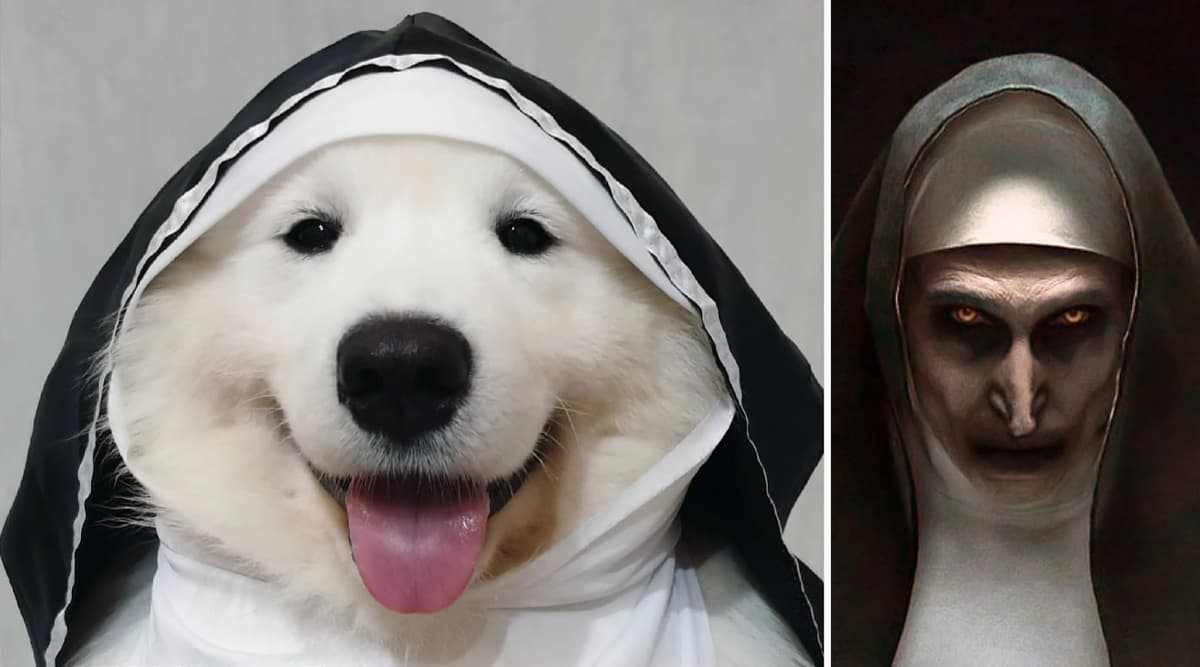 dog nun outfit