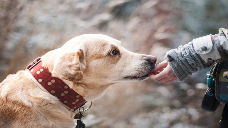 Would You Eat Your Pet? UK Reality Show 'Meat The Family' Challenges Families to Turn Vegan