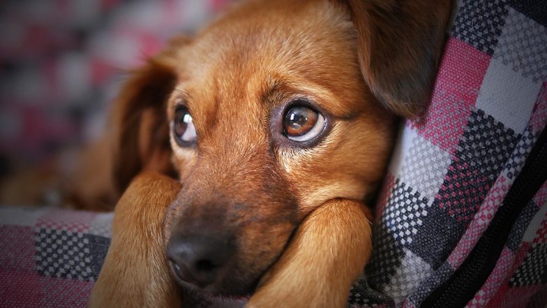 How to Have Pet-Friendly Diwali Celebrations? Tips to Celebrate Deepawali 2019 Safely For Animals