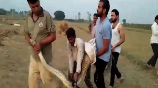 Uttar Pradesh: 15-Foot Long Python Rescued by Forest Department from Sugarcane Field