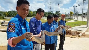 Four-Metre Long King Cobra Rescued From Sewer in Thailand (Watch Video)