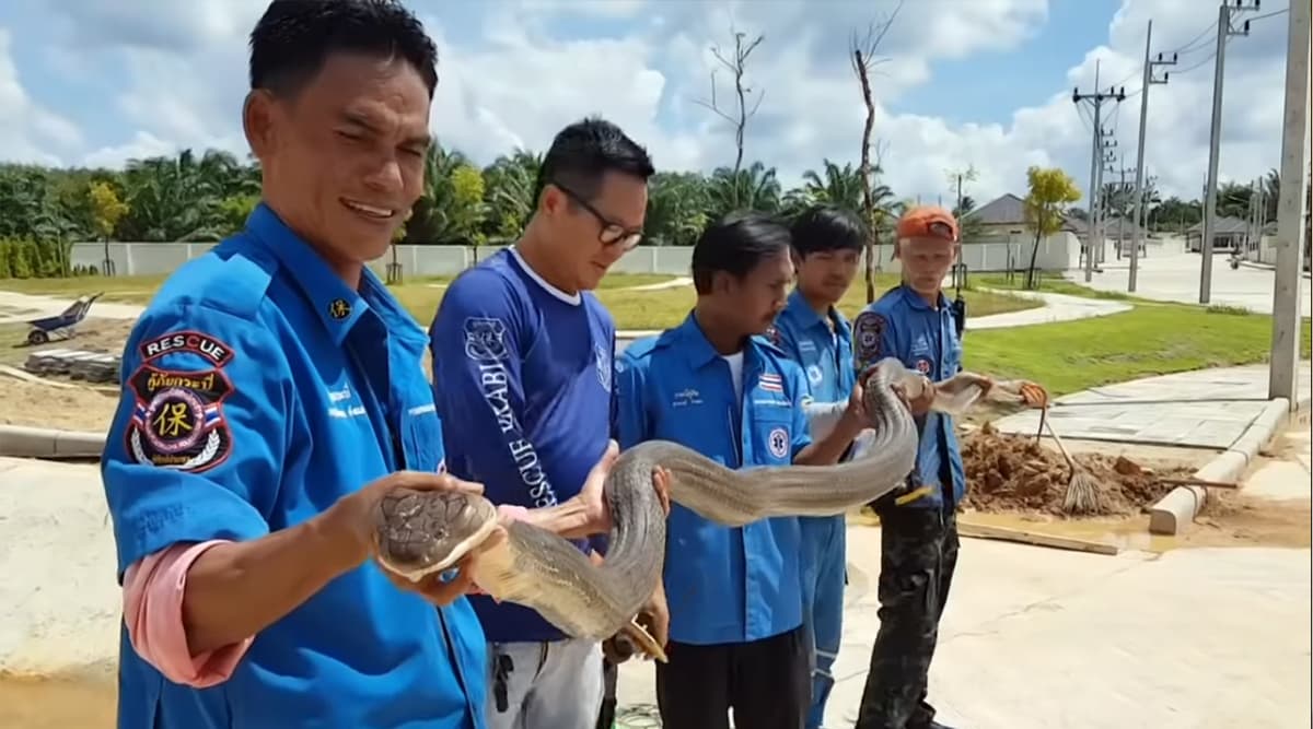 Four-Metre Long King Cobra Rescued From Sewer in Thailand (Watch Video) Four-Metre Long King Cobra Rescued From Sewer in Thailand (Watch Video)