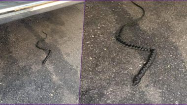 Woman Screams After Spotting Snake in Parking Lot, Turns Out to be a Hair Extension! Funny Post Goes Viral
