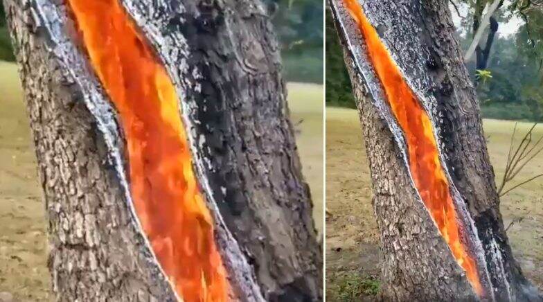 Viral Video Captures Fire Burning Inside a Tree After Lightning Strikes