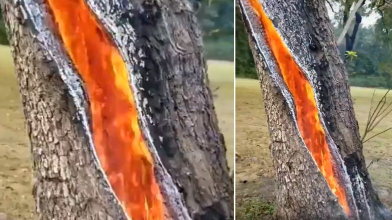 Viral Video Captures Fire Burning Inside A Tree After Lightning Strikes Netizens Share Clips Of 